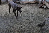 Missy, a female Labrador Retriever and Weimaraner for sale in Fort Madison, IA – Photo 7 of 7