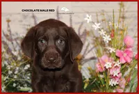 LABMARANER MALE RED, a male Labrador Retriever and Weimaraner for sale in Fort Madison, IA – Photo 2 of 10