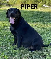 LABMARANER MALE RED, a male Labrador Retriever and Weimaraner for sale in Fort Madison, IA – Photo 9 of 10