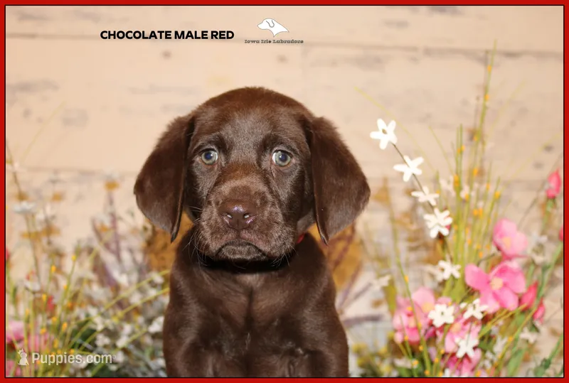 LABMARANER MALE RED, a male Labrador Retriever and Weimaraner for sale in Fort Madison, IA – Photo 1 of 10