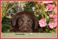 LABMARANER MALE RED, a male Labrador Retriever and Weimaraner for sale in Fort Madison, IA – Photo 4 of 10