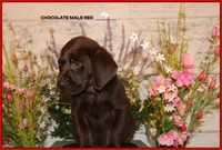 LABMARANER MALE RED, a male Labrador Retriever and Weimaraner for sale in Fort Madison, IA – Photo 3 of 10