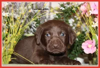 LABMARANER MALE RED, a male Labrador Retriever and Weimaraner for sale in Fort Madison, IA – Photo 5 of 10