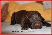 LABMARANER MALE RED, a male Labrador Retriever and Weimaraner for sale in Fort Madison, IA – Photo 8 of 10