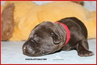 LABMARANER MALE RED, a male Labrador Retriever and Weimaraner for sale in Fort Madison, IA – Photo 7 of 10