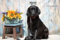 Red, a female Labrador Retriever and Weimaraner for sale in Fort Madison, IA – Photo 4 of 4