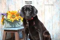 Red, a female Labrador Retriever and Weimaraner for sale in Fort Madison, IA – Photo 2 of 4