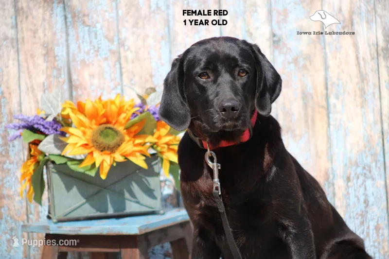 Red, a female Labrador Retriever and Weimaraner for sale in Fort Madison, IA – Photo 1 of 4