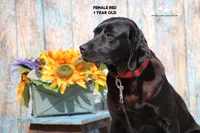 Red, a female Labrador Retriever and Weimaraner for sale in Fort Madison, IA – Photo 3 of 4