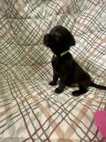 Lt Green, a male Labrador Retriever for sale in Fort Madison, IA – Photo 9 of 10