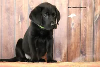 Lt Green, a male Labrador Retriever for sale in Fort Madison, IA – Photo 8 of 10