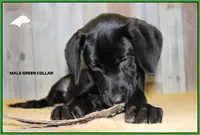 Lt Green, a male Labrador Retriever for sale in Fort Madison, IA – Photo 2 of 10