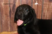 Lt Green, a male Labrador Retriever for sale in Fort Madison, IA – Photo 6 of 10