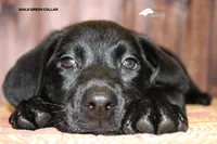 Lt Green, a male Labrador Retriever for sale in Fort Madison, IA – Photo 5 of 10