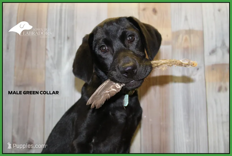 Lt Green, a male Labrador Retriever for sale in Fort Madison, IA – Photo 1 of 10