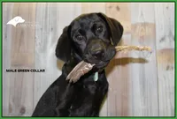 Lt Green, a male Labrador Retriever for sale in Fort Madison, IA – Photo 1 of 10