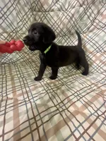 Lt Green, a male Labrador Retriever for sale in Fort Madison, IA – Photo 10 of 10