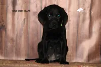 Lt Green, a male Labrador Retriever for sale in Fort Madison, IA – Photo 7 of 10