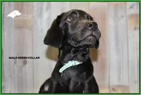 Lt Green, a male Labrador Retriever for sale in Fort Madison, IA – Photo 4 of 10