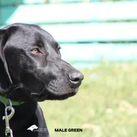 LABMARANER MALE GREEN, a male Labrador Retriever and Weimaraner for sale in Fort Madison, IA – Photo 2 of 7