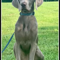 LABMARANER MALE GREEN, a male Labrador Retriever and Weimaraner for sale in Fort Madison, IA – Photo 7 of 7