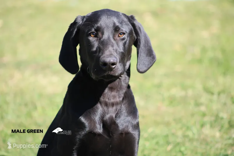 LABMARANER MALE GREEN