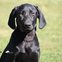 LABMARANER MALE GREEN, a male Labrador Retriever and Weimaraner for sale in Fort Madison, IA – Photo 1 of 7
