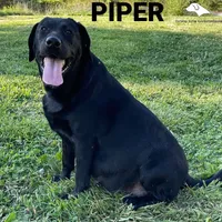 LABMARANER MALE GREEN, a male Labrador Retriever and Weimaraner for sale in Fort Madison, IA – Photo 6 of 7