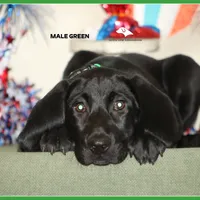 LABMARANER MALE GREEN, a male Labrador Retriever and Weimaraner for sale in Fort Madison, IA – Photo 5 of 7