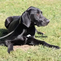 LABMARANER MALE GREEN, a male Labrador Retriever and Weimaraner for sale in Fort Madison, IA – Photo 4 of 7