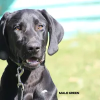 LABMARANER MALE GREEN, a male Labrador Retriever and Weimaraner for sale in Fort Madison, IA – Photo 3 of 7