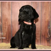 RAVEN FEMALE, a female Labrador Retriever and Weimaraner for sale in Fort Madison, IA – Photo 5 of 6