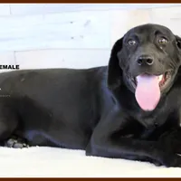 RAVEN FEMALE, a female Labrador Retriever and Weimaraner for sale in Fort Madison, IA – Photo 2 of 6