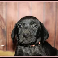 RAVEN FEMALE, a female Labrador Retriever and Weimaraner for sale in Fort Madison, IA – Photo 6 of 6