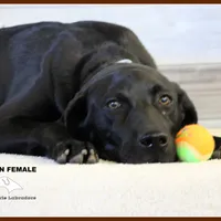 RAVEN FEMALE, a female Labrador Retriever and Weimaraner for sale in Fort Madison, IA – Photo 1 of 6