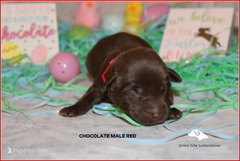 Red, a male Labrador Retriever for sale in Fort Madison, IA – Photo 1 of 5