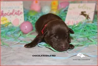 Red, a male Labrador Retriever for sale in Fort Madison, IA – Photo 1 of 5