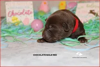 Red, a male Labrador Retriever for sale in Fort Madison, IA – Photo 2 of 5