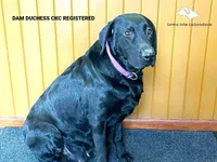 Red, a male Labrador Retriever for sale in Fort Madison, IA – Photo 4 of 5