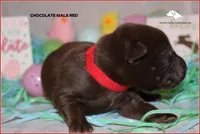 Red, a male Labrador Retriever for sale in Fort Madison, IA – Photo 3 of 5