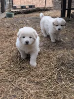 Bruno, a male Great Pyrenees for sale in Addy, WA – 1 of 2