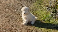 Bruno, a male Great Pyrenees for sale in Addy, WA – 2 of 2