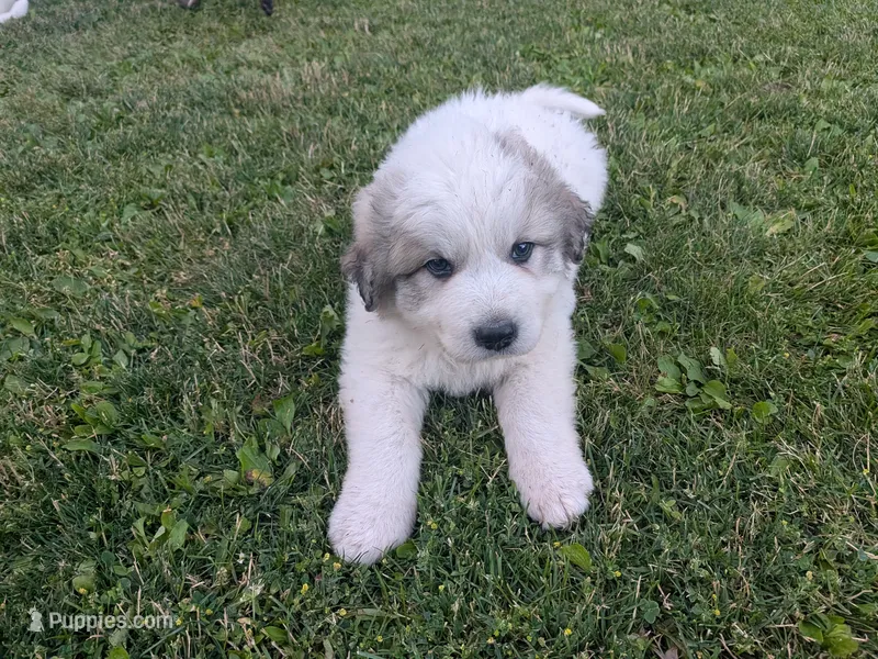 Kai – Great Pyrenees puppy for sale in Addy, WA