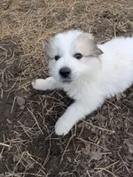 Lilly , a female Great Pyrenees for sale in Addy, WA – Photo 2 of 4