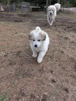 Lilly , a female Great Pyrenees for sale in Addy, WA – Photo 4 of 4