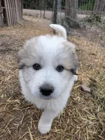 Lilly , a female Great Pyrenees for sale in Addy, WA – Photo 3 of 4
