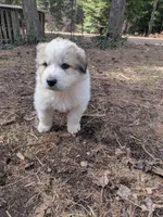 Lilly , a female Great Pyrenees for sale in Addy, WA – Photo 1 of 4