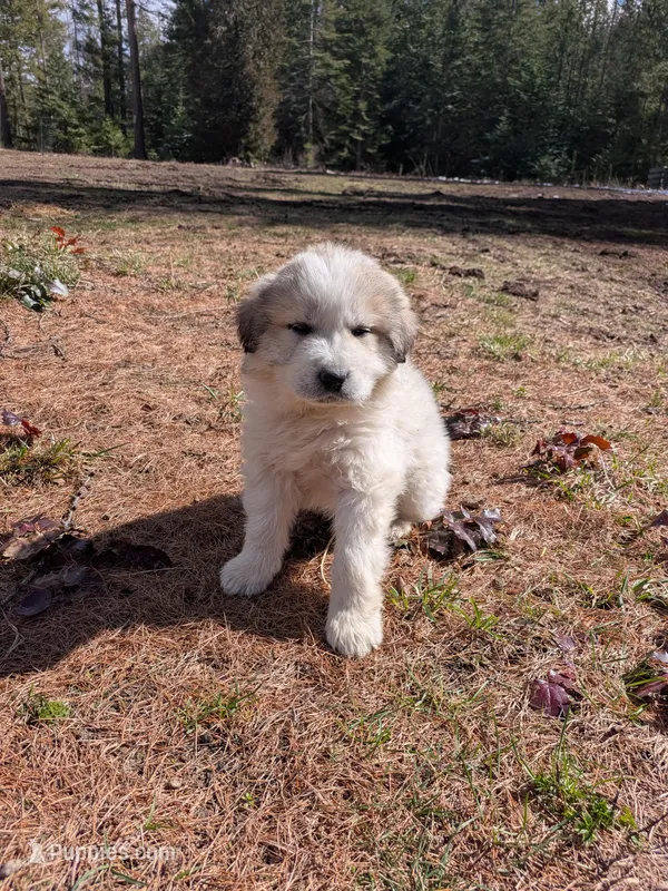 Leo – Great Pyrenees puppy for sale in Addy, WA