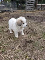 Rocky, a male Great Pyrenees for sale in Addy, WA – Photo 2 of 4