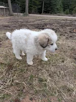 Rocky, a male Great Pyrenees for sale in Addy, WA – Photo 4 of 4